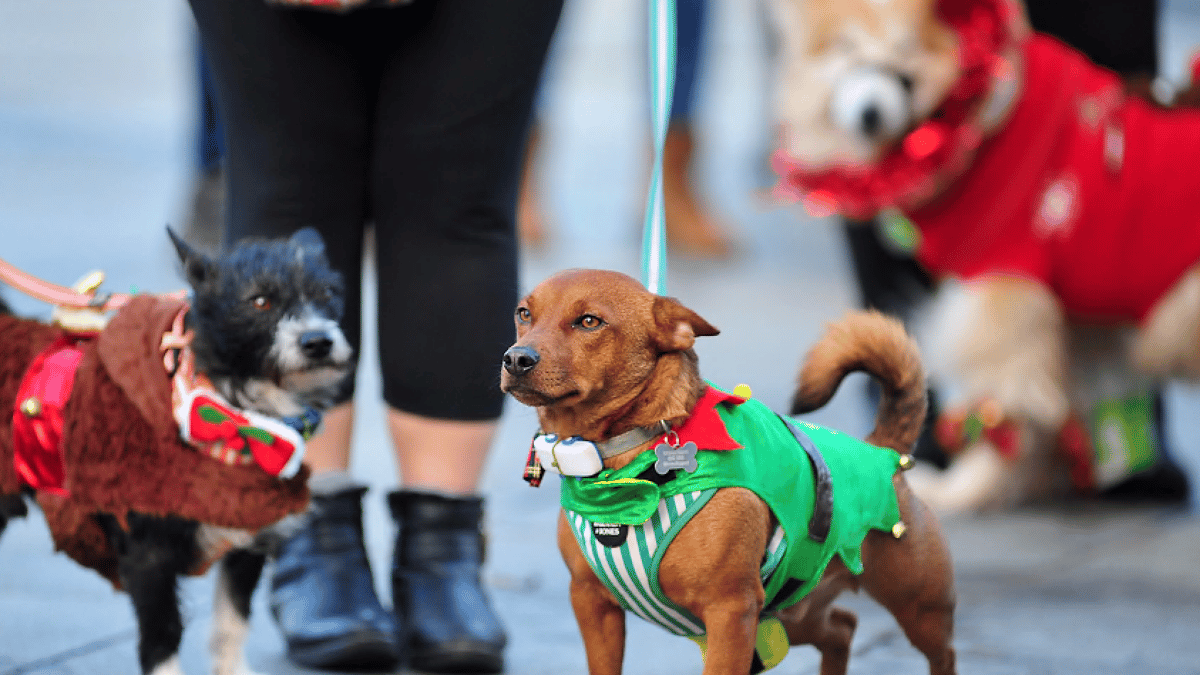 WATCH Bark! The Herald Angels Sing... Newton's dog friendly carol